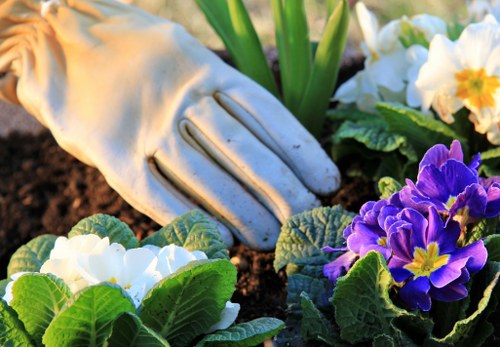 A gardener's gloved hand is shown tending to a colorful flower bed in a well-maintained garden. The garden features a variety of flowering plants with vibrant white and purple blooms, surrounded by lush green foliage. The soil appears moist and freshly turned, indicating recent planting or maintenance activity. In the background, there is a neatly bordered lawn area with dense, healthy grass, along with a few small shrubs and some tall, green leaves extending upwards. The scene is bathed in natural daylight, suggesting a bright, clear day suitable for outdoor gardening work, typical of a residential garden in Purley. This detailed view highlights garden care practices that Lawn Mowing Purley offers, focusing on flower bed maintenance, soil preparation, and general outdoor landscaping to enhance curb appeal and garden health.